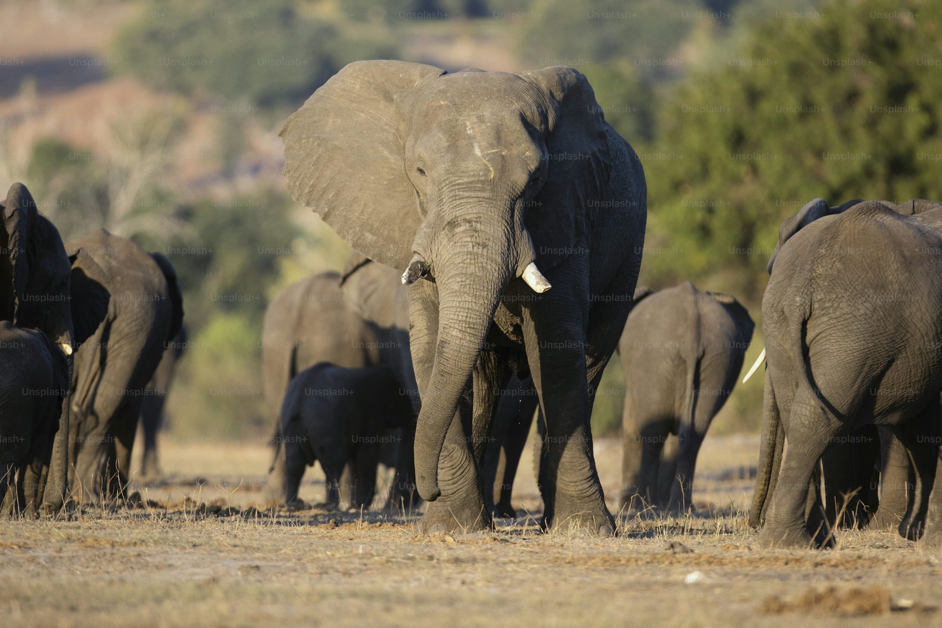 Côte d’Ivoire / Conflits homme-éléphant : après un jeune grièvement blessé, l’État ivoirien lance une alerte nationale et fixe les consignes de sécurité