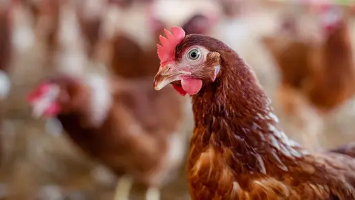 GRIPPE AVIAIRE : La vigilance, première arme pour protéger les élevages